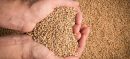 Pakistan Approves Import of One Million Tonnes of Wheat