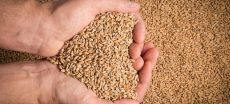 Pakistan Approves Import of One Million Tonnes of Wheat