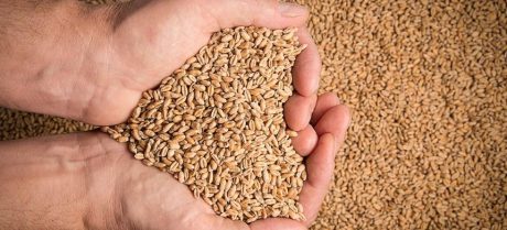 Pakistan Approves Import of One Million Tonnes of Wheat