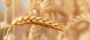 Pakistan Faces Wheat Crisis Despite Record 29.8 Million-Tonne Harvest