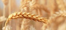Pakistan Faces Wheat Crisis Despite Record 29.8 Million-Tonne Harvest