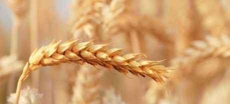 Pakistan Faces Wheat Crisis Despite Record 29.8 Million-Tonne Harvest