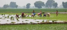 Punjab Launches Land Distribution Scheme for 30,000 Farming Families