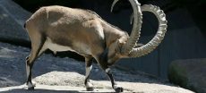 Rare Punjab Urial Population Increases in Pakistan's Salt Range