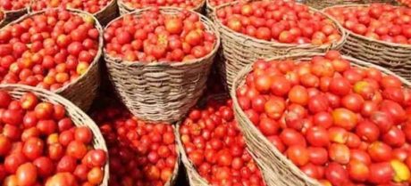 Tomato Prices Reach Rs500 Per Kg Across Pakistan