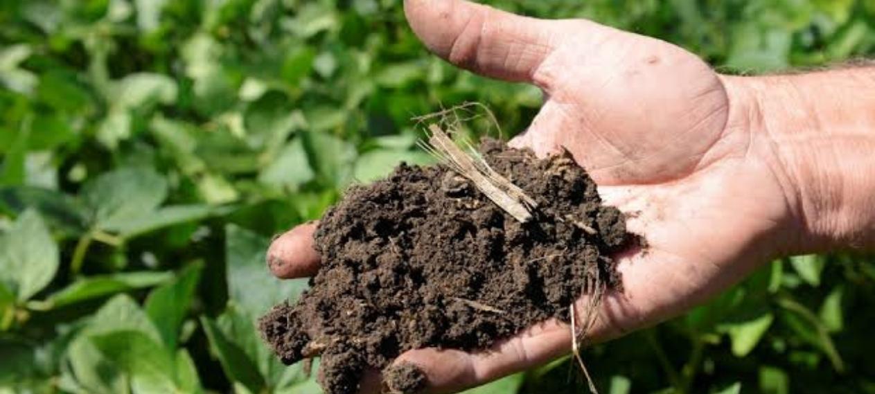Urea Plants Shut After Govt Cuts RLNG Supply