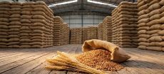 Govt Yet to Decide on 1 Million Ton Wheat Import