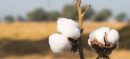 Pakistan Cotton Arrivals Rise 25% to 1.11 Million Bales