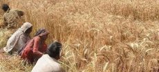 Punjab Notifies Market Fees on 136 Agricultural Products