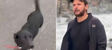 Shahid Afridi Appeals for Help to Find Missing Dog Max
