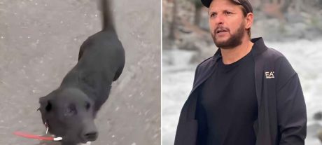 Shahid Afridi Appeals for Help to Find Missing Dog Max
