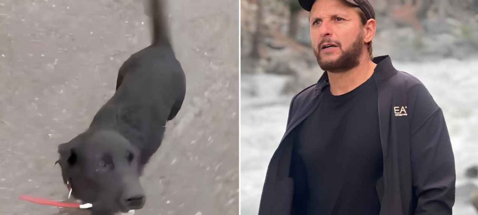 Shahid Afridi Appeals for Help to Find Missing Dog Max