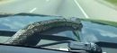 Snake Emerges From Moving Car’s Bonnet in Tennessee