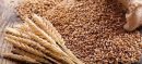 Govt Moves to Import 750,000 Tonnes of Wheat