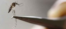 Islamabad Identifies Over 7,000 Dengue Hotspots