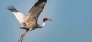 KPK Announces 2026 Crane Capture Season With Strict Rules