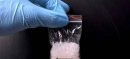 Pakistan, US Seize 463kg Crystal Meth in Joint Operation