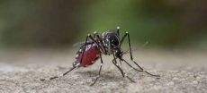 Rawalpindi Reports Seventh Dengue Case This Year