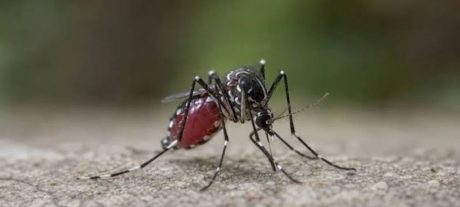 Rawalpindi Reports Seventh Dengue Case This Year