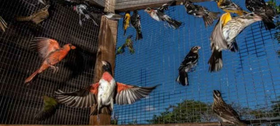 Sindh Imposes 90-Day Ban on Bird Trapping Nets