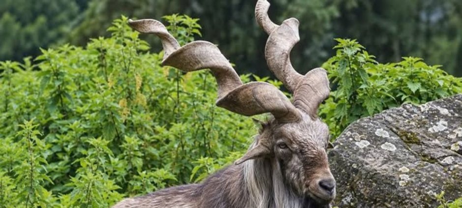 KP Markhor Hunting Auction Generates Rs335.69 Million