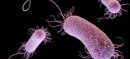 Pakistan Assesses Plague Risk as Very Low