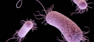 Pakistan Assesses Plague Risk as Very Low