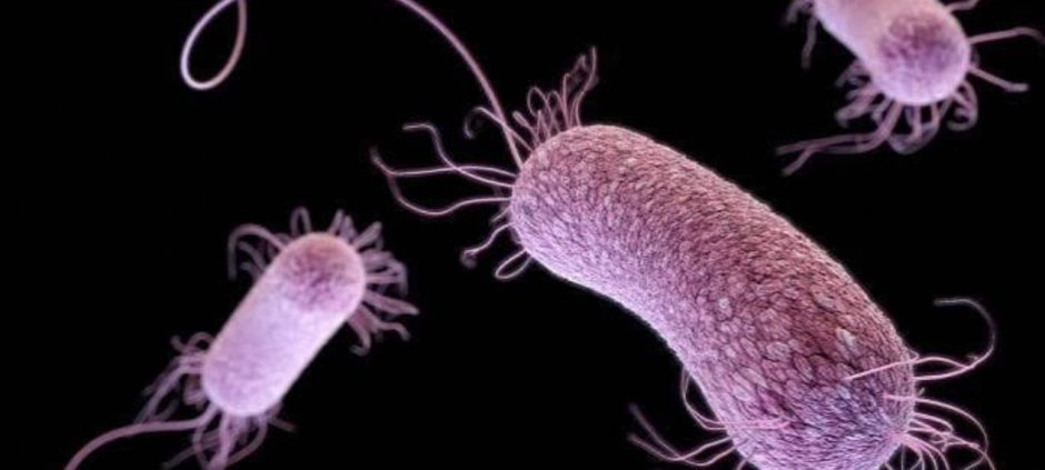 Pakistan Assesses Plague Risk as Very Low