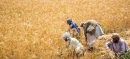 Pakistan’s Wheat Crisis and Import Policy Explained