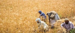 Pakistan’s Wheat Crisis and Import Policy Explained