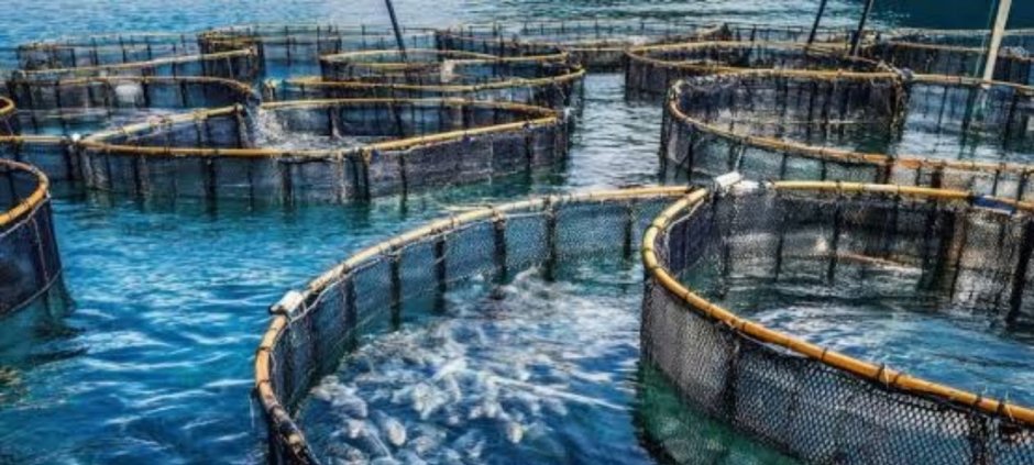 Punjab Announces Aquaculture Jobs with Salaries Up to Rs200,00025