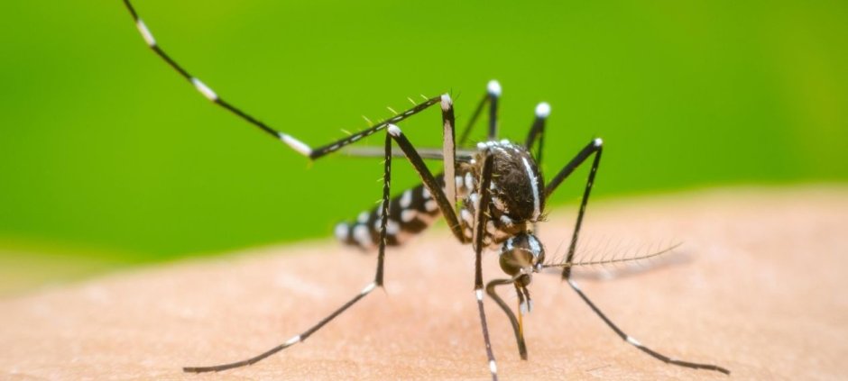 Punjab Plans FIRs Over Dengue Breeding Sites
