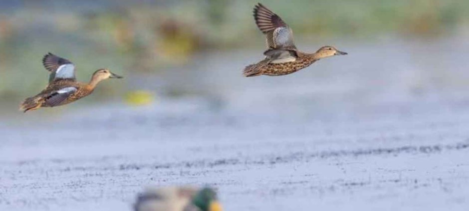 Punjab Wildlife Department Opens Waterfowl Hunting Season
