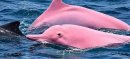 Rare Pink-Colored Dolphins Spotted Near Oman’s Qantab Beach