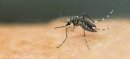 Rawalpindi Reports 42 Confirmed Dengue Cases