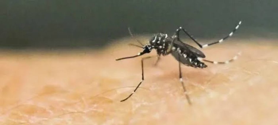 Rawalpindi Reports 42 Confirmed Dengue Cases
