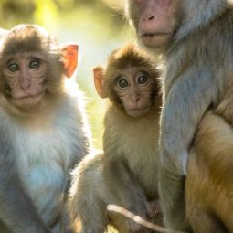 Monkeys rescue 6-year-old girl from RAPE attempt in Uttar Pradesh