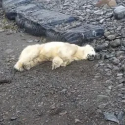 Rare Polar Bear Discovered on Icelandic Shores; Police Forced to Shoot